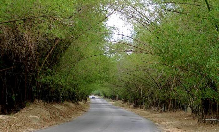 Bamboo Avenue in Negril Jamaica