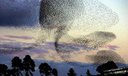 Name:  birds-of-a-feather.jpg
Views: 509
Size:  13.1 KB