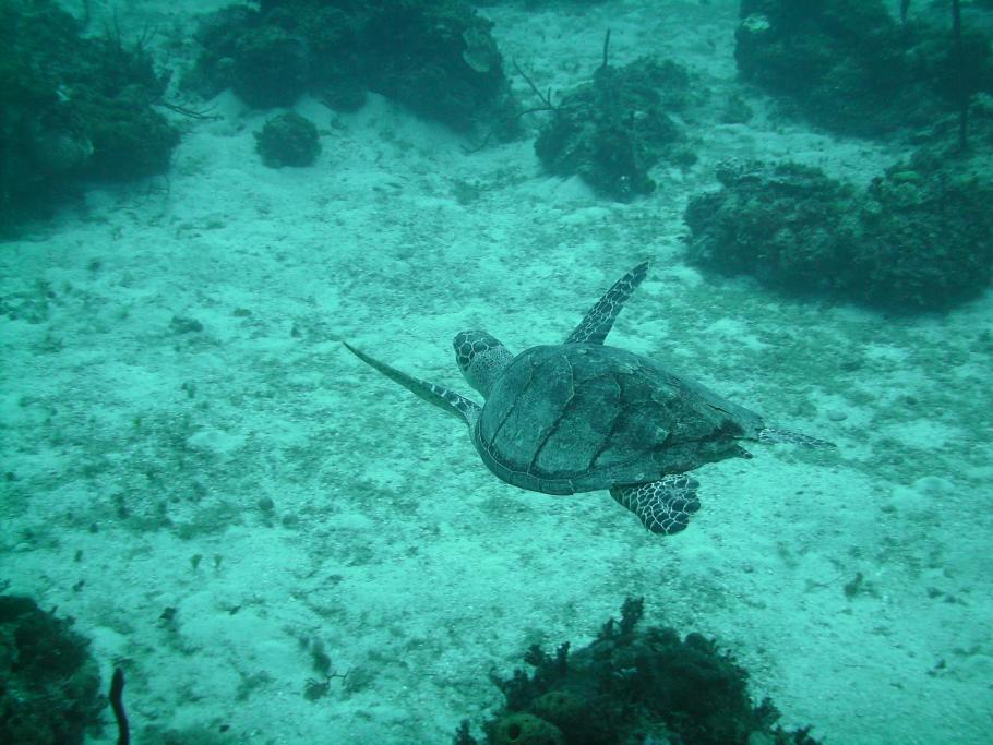 Name:  Jamaica 2009 223.jpg
Views: 2720
Size:  95.2 KB
