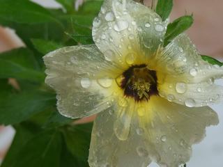 Name:  rsz_rain_on_flower.jpg
Views: 2404
Size:  12.3 KB