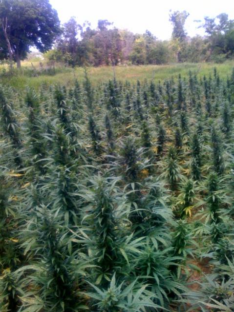 Name:  Local_Fields.jpg
Views: 2365
Size:  65.1 KB