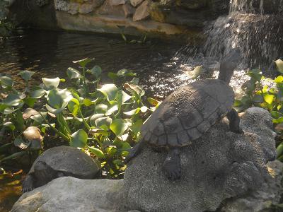 Name:  BCCTurtles.JPG
Views: 437
Size:  88.7 KB