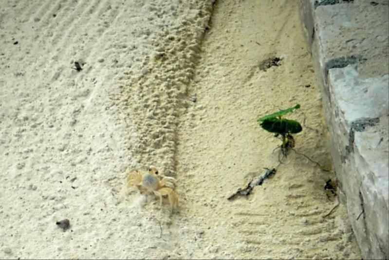 Name:  crab.jpg
Views: 1180
Size:  75.7 KB