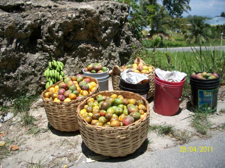 Name:  jamaica 2011 030.jpg
Views: 1978
Size:  101.2 KB