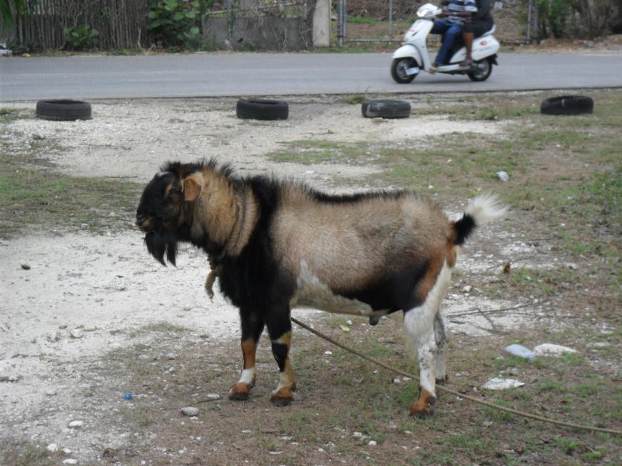 Name:  Jamaica 2012 009.jpg
Views: 588
Size:  95.3 KB