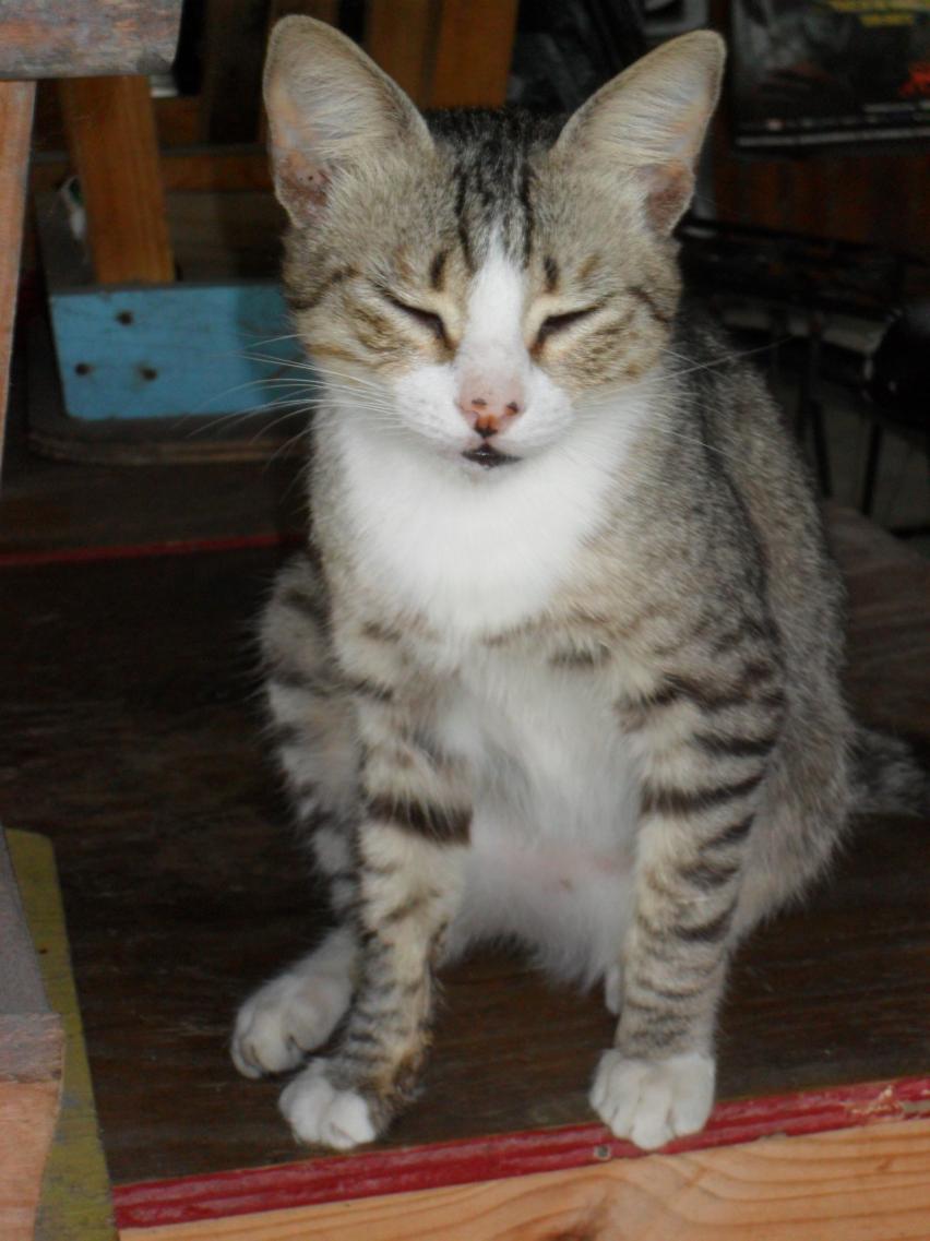Name:  Jamaica 2012 010.jpg
Views: 583
Size:  86.2 KB