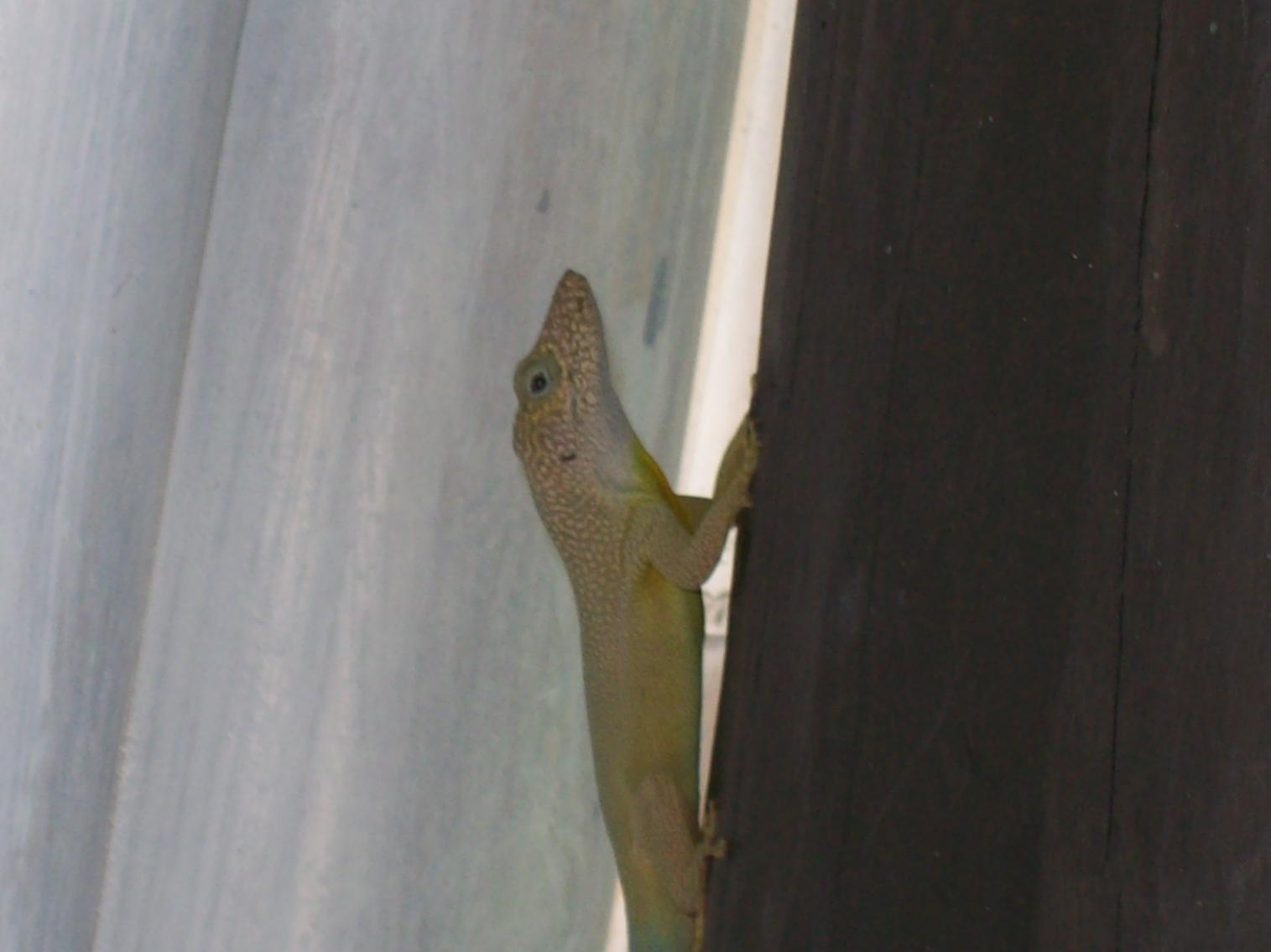 Name:  gecko.jpg
Views: 1677
Size:  79.6 KB