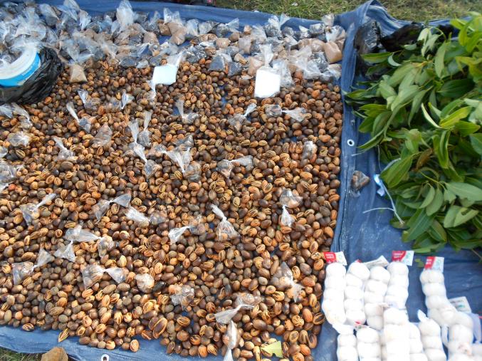 Name:  2012 jamaica 035.jpg
Views: 493
Size:  103.9 KB