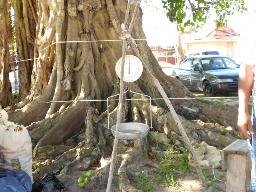Name:  2012 jamaica 039.jpg
Views: 450
Size:  97.8 KB