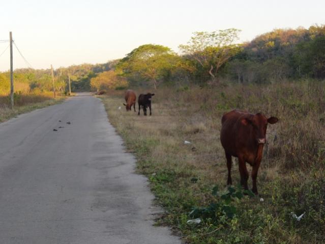 Name:  Westender road.jpg
Views: 376
Size:  36.8 KB