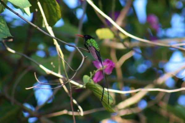 Name:  IMG_1738 (600x400).jpg
Views: 700
Size:  31.7 KB