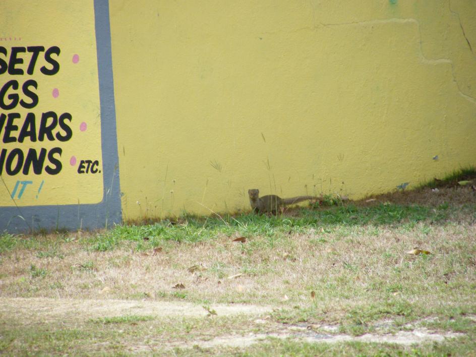 Name:  Mongoose_2.jpg
Views: 289
Size:  95.5 KB