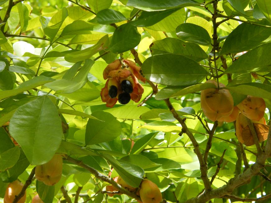 Name:  Ackee.jpg
Views: 262
Size:  95.0 KB