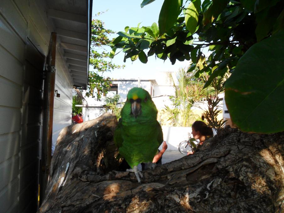 Name:  Jamaica 1-2012 161.jpg
Views: 1462
Size:  94.0 KB