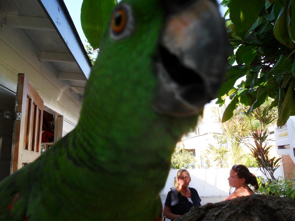 Name:  Jamaica 1-2012 163.jpg
Views: 1445
Size:  90.4 KB