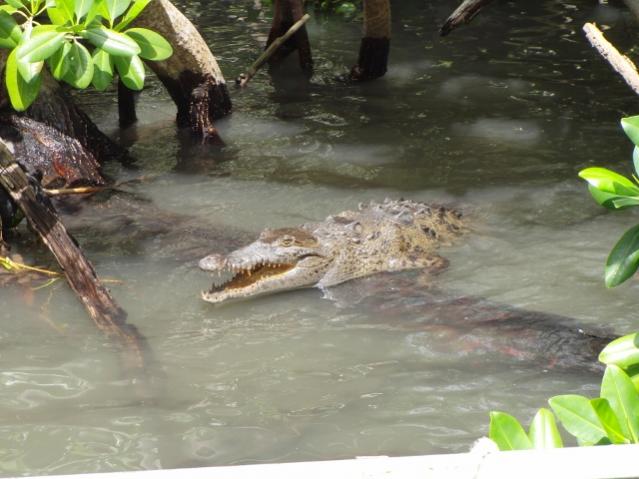 Name:  BR-YS 5 Croc 2.jpg
Views: 137
Size:  44.9 KB