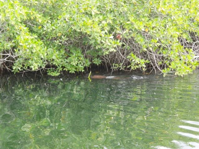 Name:  BR-YS 6 Snorkeler.jpg
Views: 177
Size:  74.1 KB
