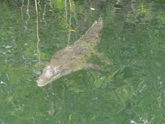 Name:  BR-YS 7 Big Croc.jpg
Views: 164
Size:  48.7 KB