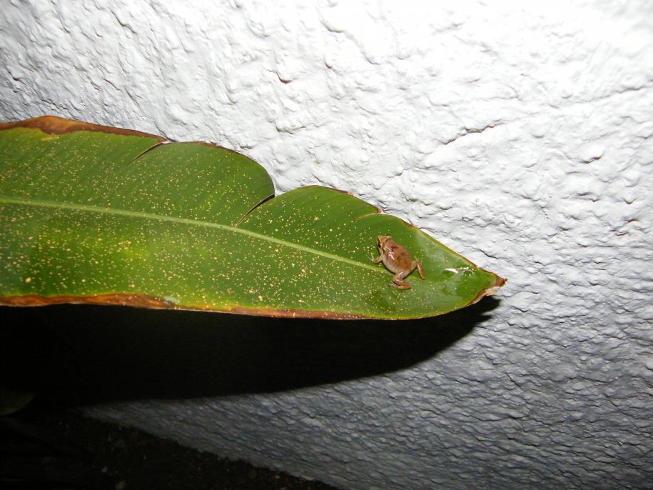 Name:  Tree_Frog_7.jpg
Views: 1520
Size:  94.7 KB