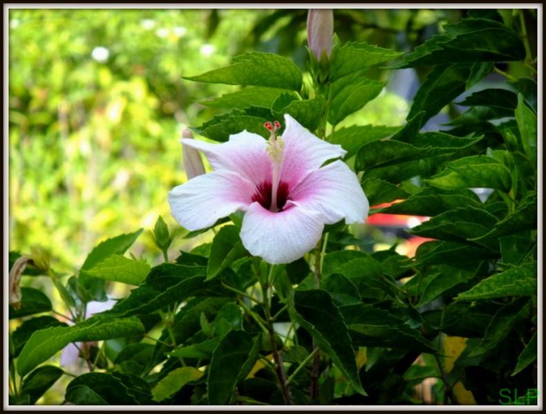Name:  DSCF2032 (Copy).jpg
Views: 487
Size:  73.1 KB