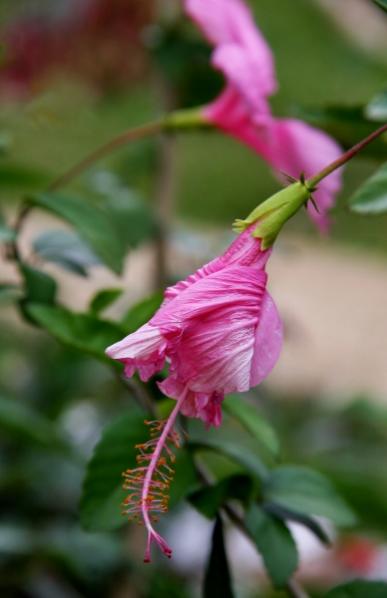 Name:  IMG_2351 (388x600).jpg
Views: 544
Size:  23.2 KB