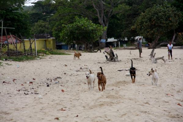 Name:  IMG_2915 (600x400).jpg
Views: 462
Size:  42.0 KB
