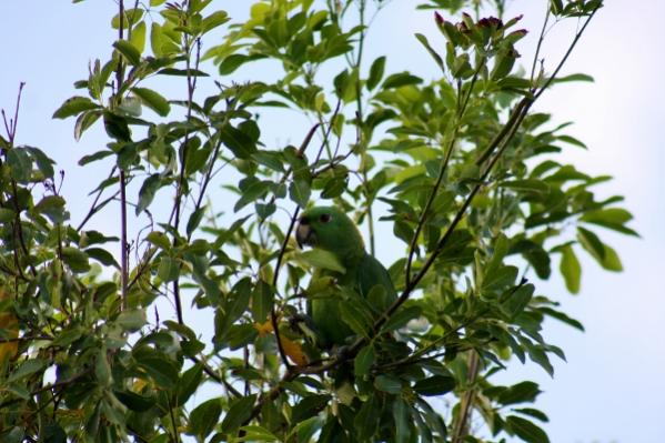 Name:  IMG_3853 (600x400).jpg
Views: 367
Size:  53.6 KB