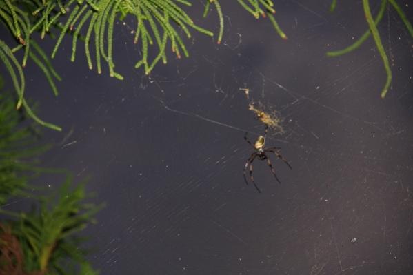 Name:  IMG_3946 (600x400).jpg
Views: 365
Size:  21.1 KB