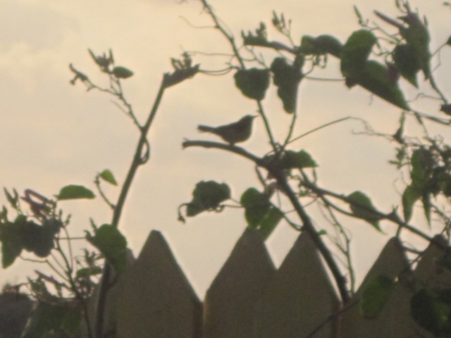 Name:  001.JPG
Views: 282
Size:  76.1 KB