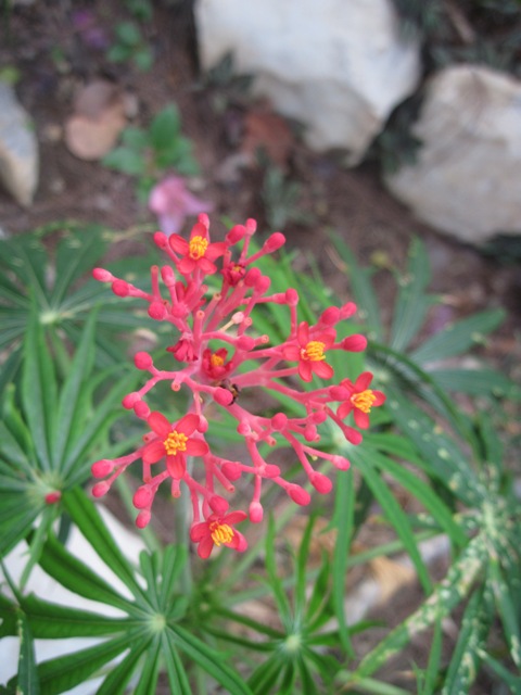 Name:  099.JPG
Views: 350
Size:  91.1 KB
