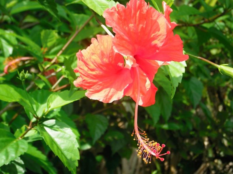 Name:  flower.jpg
Views: 1017
Size:  62.8 KB