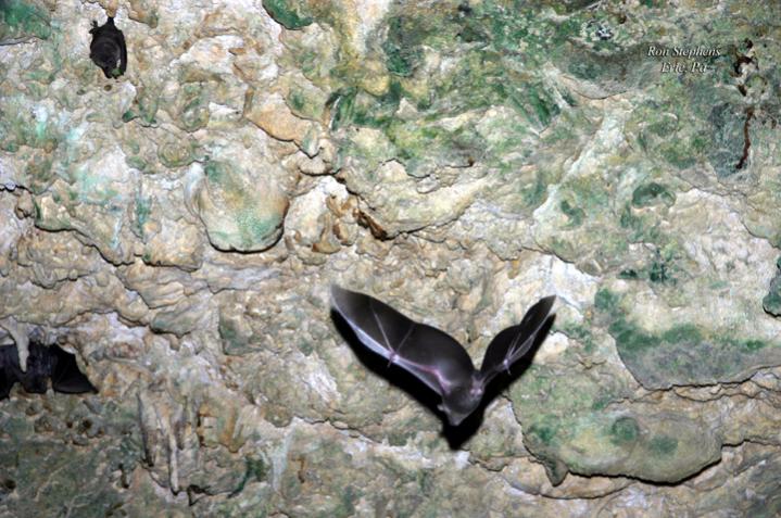 Name:  rockhouse bat.jpg
Views: 425
Size:  78.5 KB