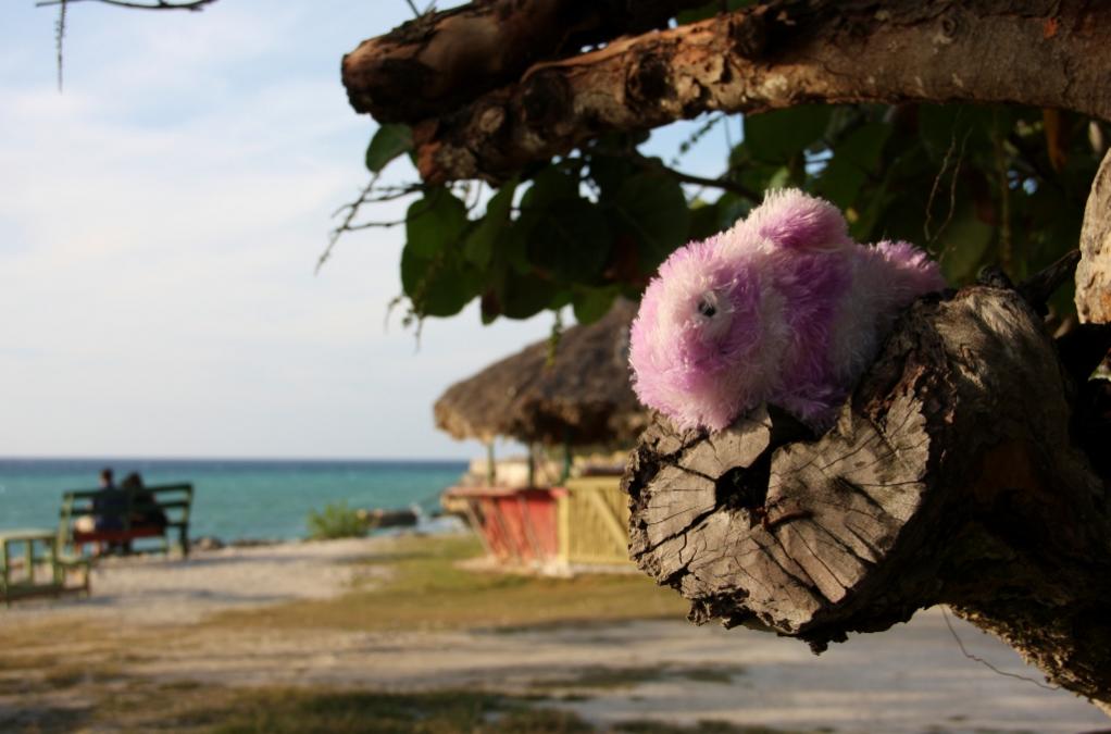 Name:  IMG_6531 (1024x676).jpg
Views: 839
Size:  70.0 KB
