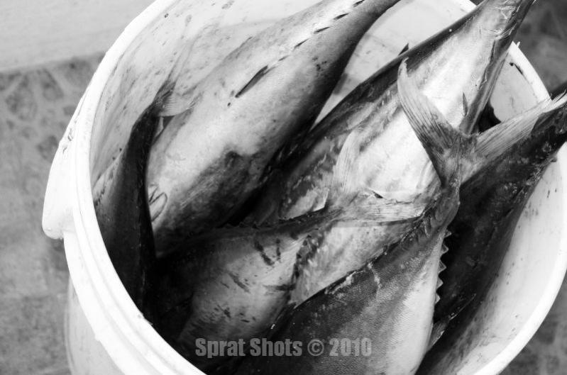 Name:  fish1.jpg
Views: 1104
Size:  57.2 KB