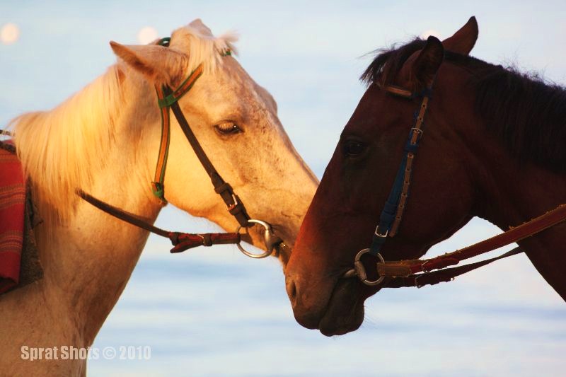 Name:  HorsetogetherA.jpg
Views: 1014
Size:  72.1 KB