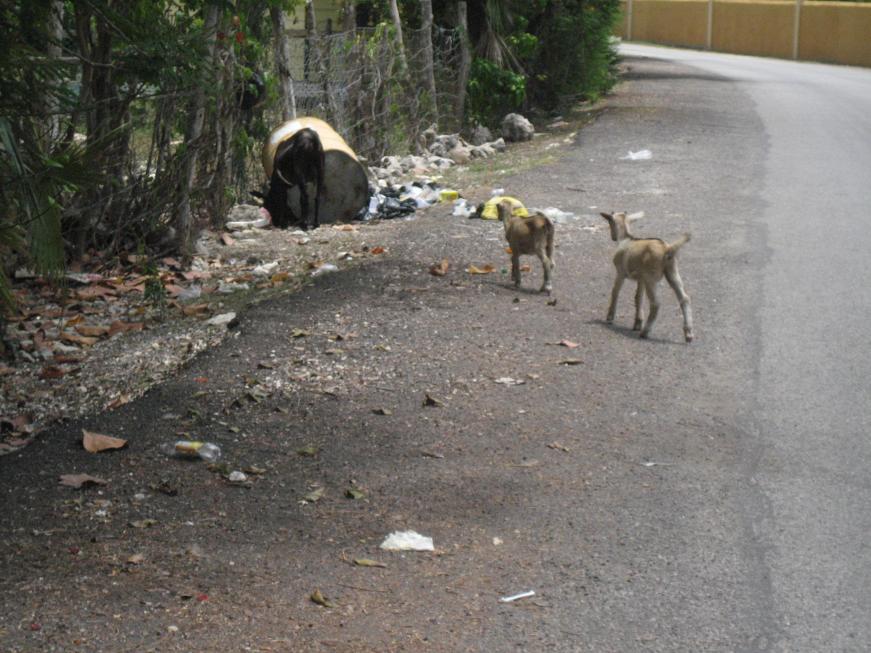 Name:  negril 2012 026.jpg
Views: 306
Size:  95.6 KB