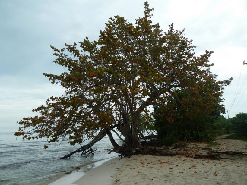 Name:  Negril 2012 280.jpg
Views: 993
Size:  97.1 KB