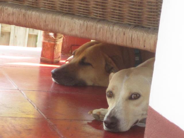 Name:  pumpkin and bell.jpg
Views: 301
Size:  33.0 KB