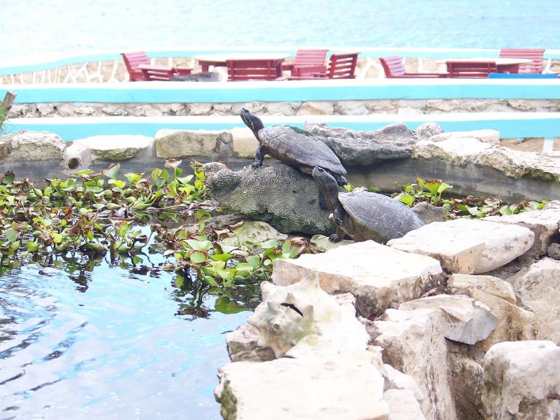 Name:  Negril 2011 Merrils BCC 501.jpg
Views: 1109
Size:  98.2 KB