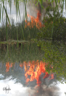 Name:  bush fire small.jpg
Views: 292
Size:  45.2 KB