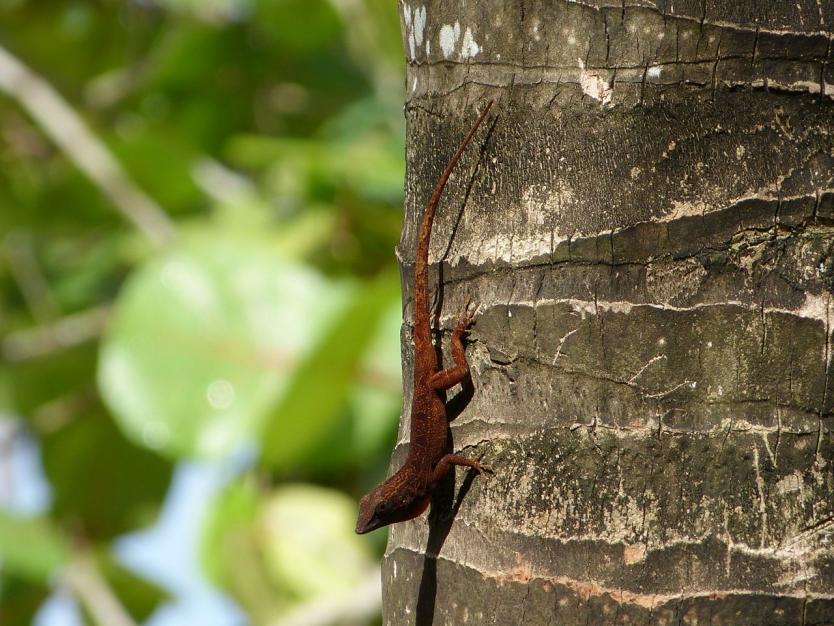 Name: P1000268.jpg
Views: 408
Size: 97.4 KB