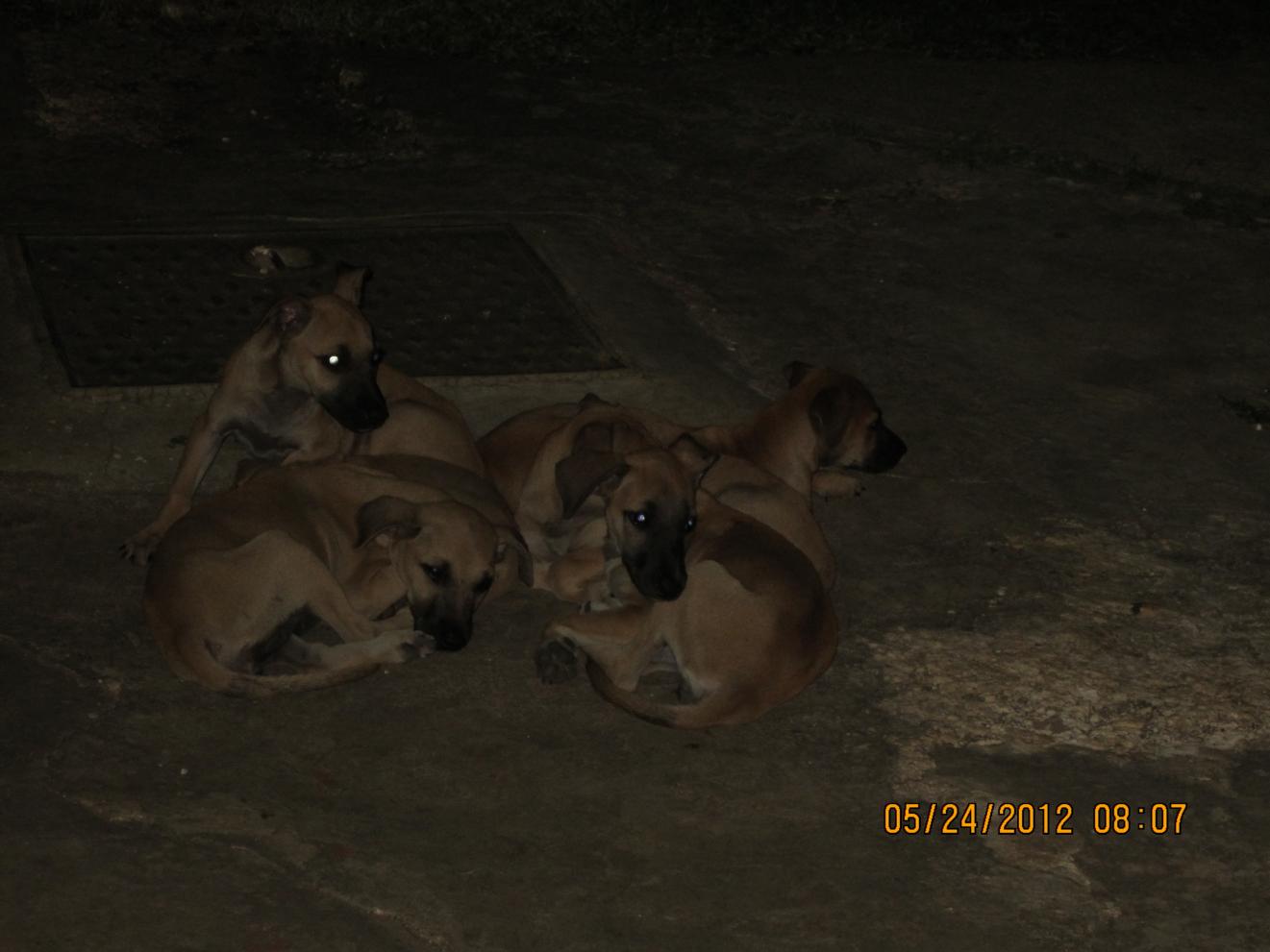 Name:  Negril 2012 148.jpg
Views: 873
Size:  86.9 KB