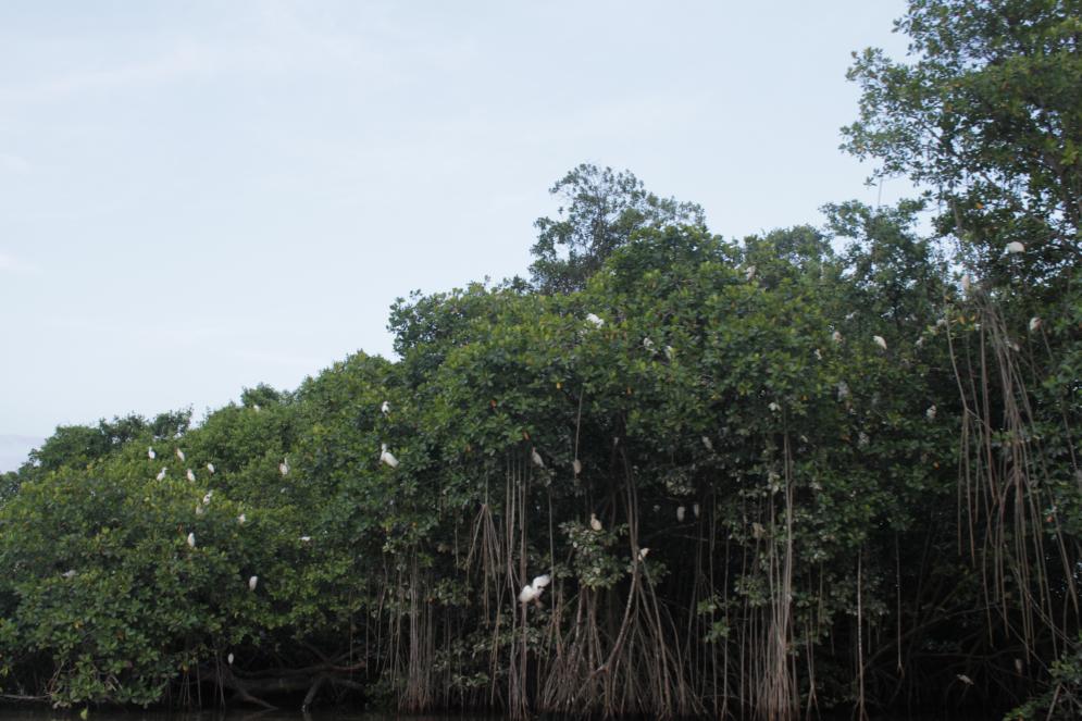 Name:  birds.jpg
Views: 1400
Size:  95.6 KB