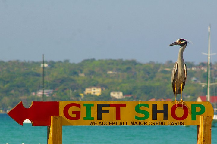 Name:  FB Bird Higgler.jpg
Views: 1556
Size:  46.2 KB