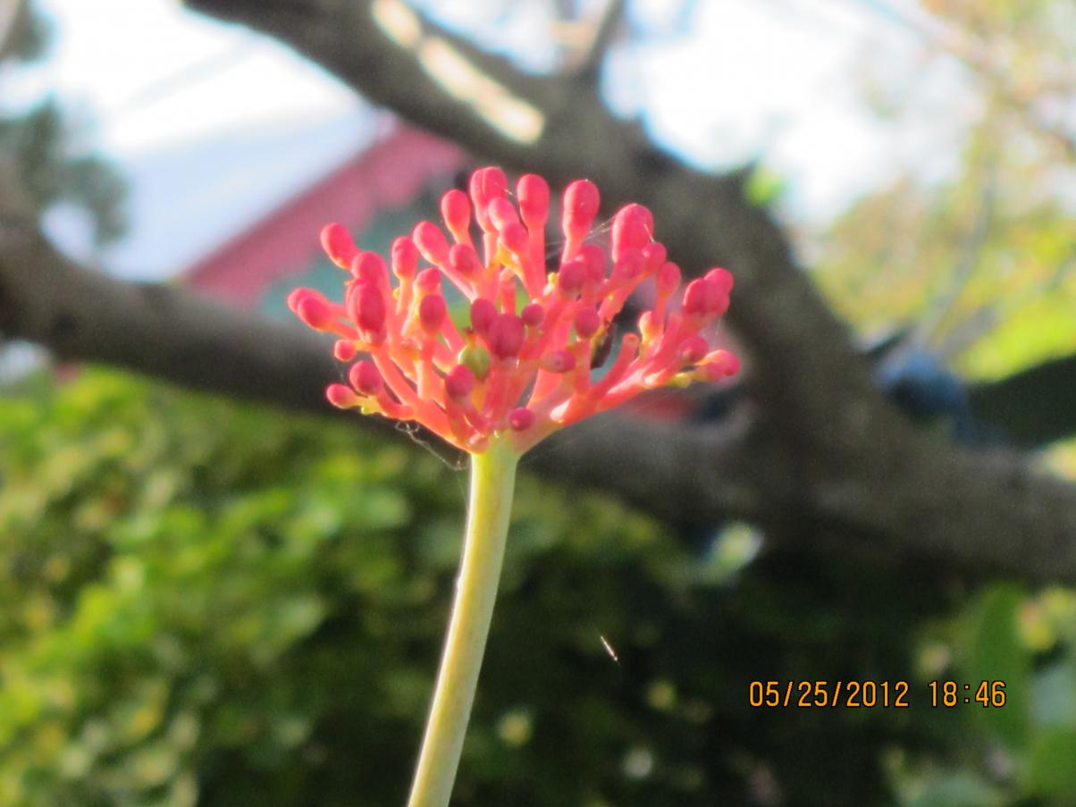 Name:  IMG_0655.jpg
Views: 837
Size:  83.7 KB