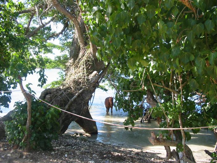 Name:  jamaica pictures 078.jpg
Views: 1340
Size:  102.0 KB