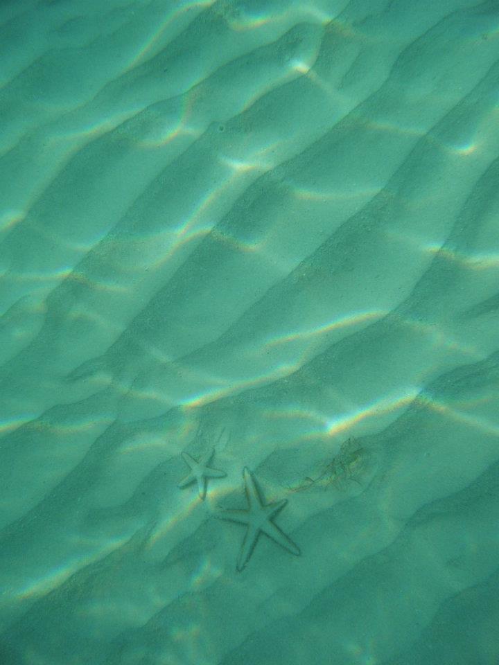 Name:  starfish.jpg
Views: 1649
Size:  57.3 KB