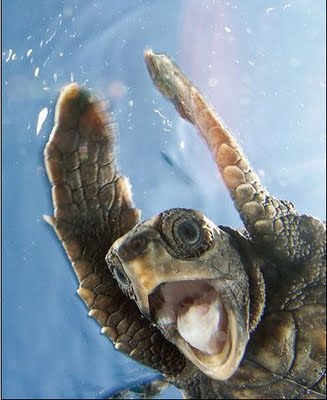 Name:  turtle.jpg
Views: 416
Size:  25.0 KB