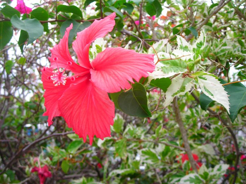 Name:  DSCN1529.jpg
Views: 1629
Size:  97.2 KB
