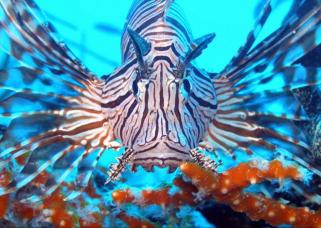 Name:  Lionfish-4.jpg
Views: 475
Size:  21.8 KB